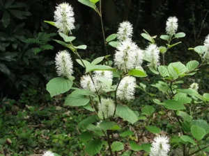 Fothergilla major | Moje Dvorište Fothergilla major | Moje Dvorište