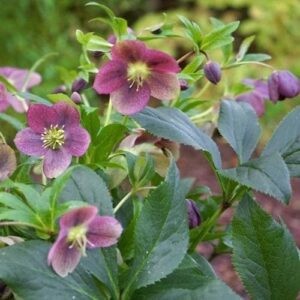 HelleborusVivVictoria | Moje Dvorište Ukrasne biljke za senku i polusenku - Helleborus orientalis | Moje Dvorište