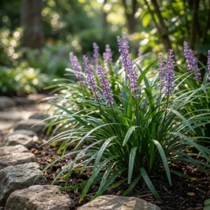 Liriope-muscari | Moje Dvorište Liriope muscari | Moje Dvorište