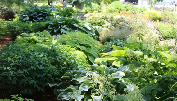 Ukrasne Biljke za Senku i Polusenku