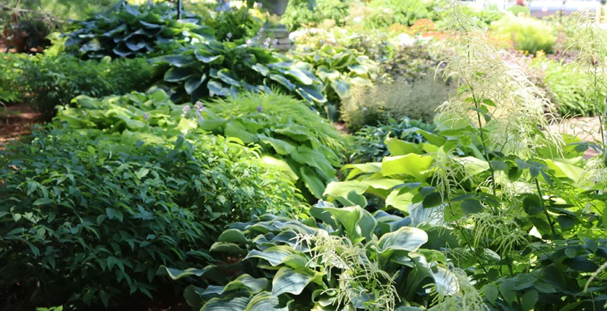 Ukrasne Biljke za Senku i Polusenku | Moje Dvorište