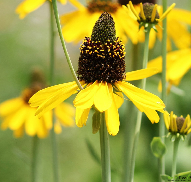 Rudbeckia maxima | Moje Dvorište Rudbeckia maxima | Moje Dvorište