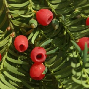 Taxus-baccata | Moje Dvorište Taxus baccata | Moje Dvorište