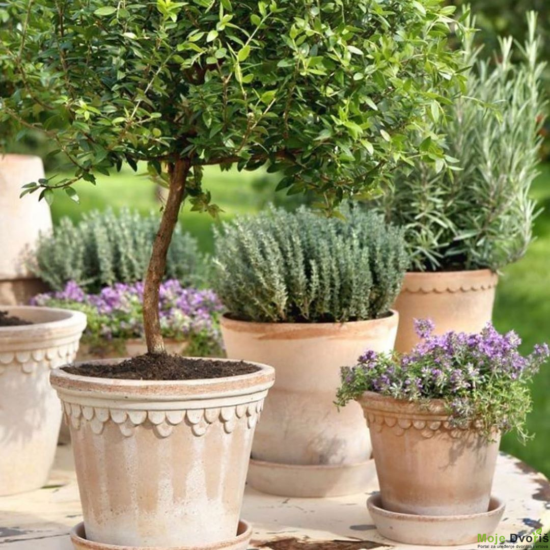 Terakotni ćupovi u vrtu | Moje Dvorište Terakotni ćupovi u vrtu | Moje Dvorište