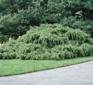 Tsuga canadensis Jeddeloh | Moje Dvorište Tsuga canadensis ‘Jeddeloh’ | Moje Dvorište