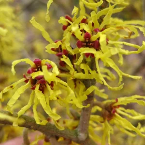 hamamelis | Moje Dvorište Hamamelis | Moje Dvorište