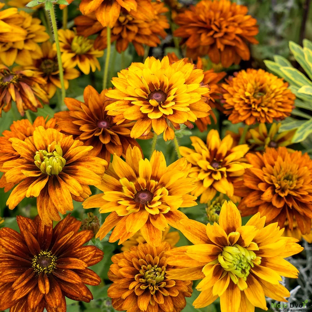 Rudbeckia Hirta "Cherokee Sunset" | Moje Dvorište Rudbeckia Hirta "Cherokee Sunset" | Moje Dvorište