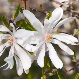 magnolia-stellata | Moje Dvorište Magnolia stellata | Moje Dvorište