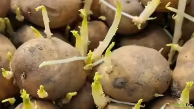 rasklijali krompir | Moje Dvorište | Moje Dvorište