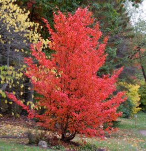 stewartia-pseudocamellia | Moje Dvorište Stewartia pseudocamellia | Moje Dvorište