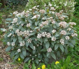 viburnum-davidii | Moje Dvorište Viburnum davidii - udika | Moje Dvorište