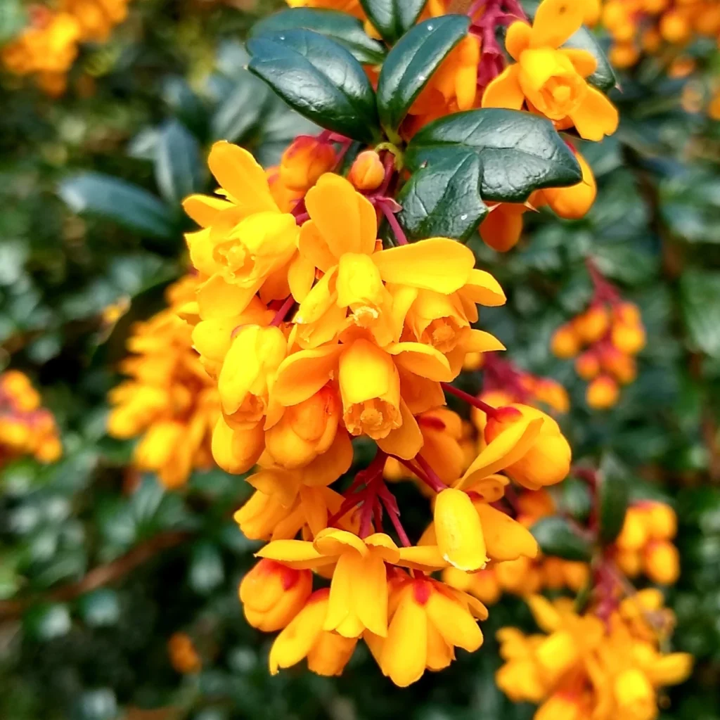 Kako Gajiti Berberis