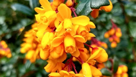 Kako Gajiti Berberis