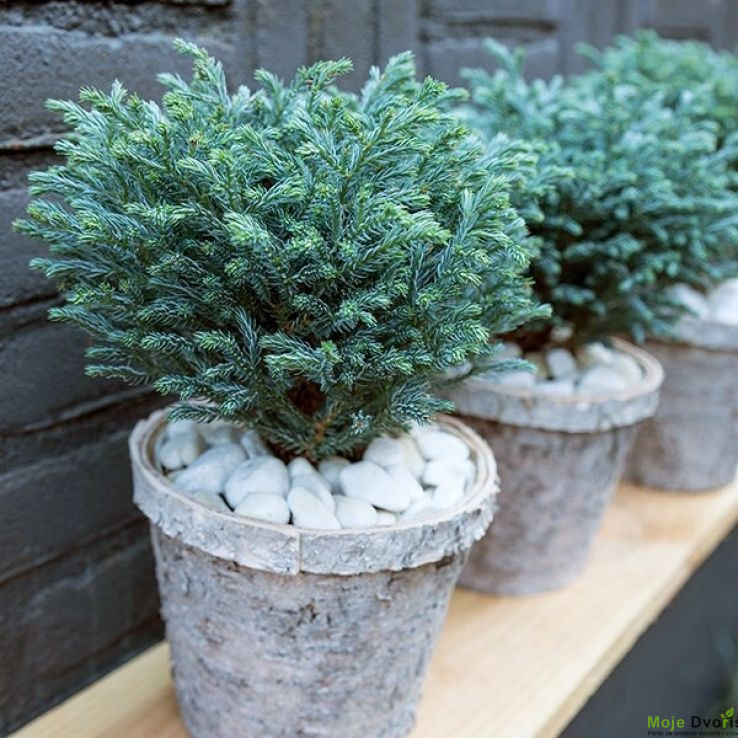 Chamaecyparis pisifera Boulevard | Moje Dvorište Chamaecyparis pisifera ‘Boulevard’ | Moje Dvorište