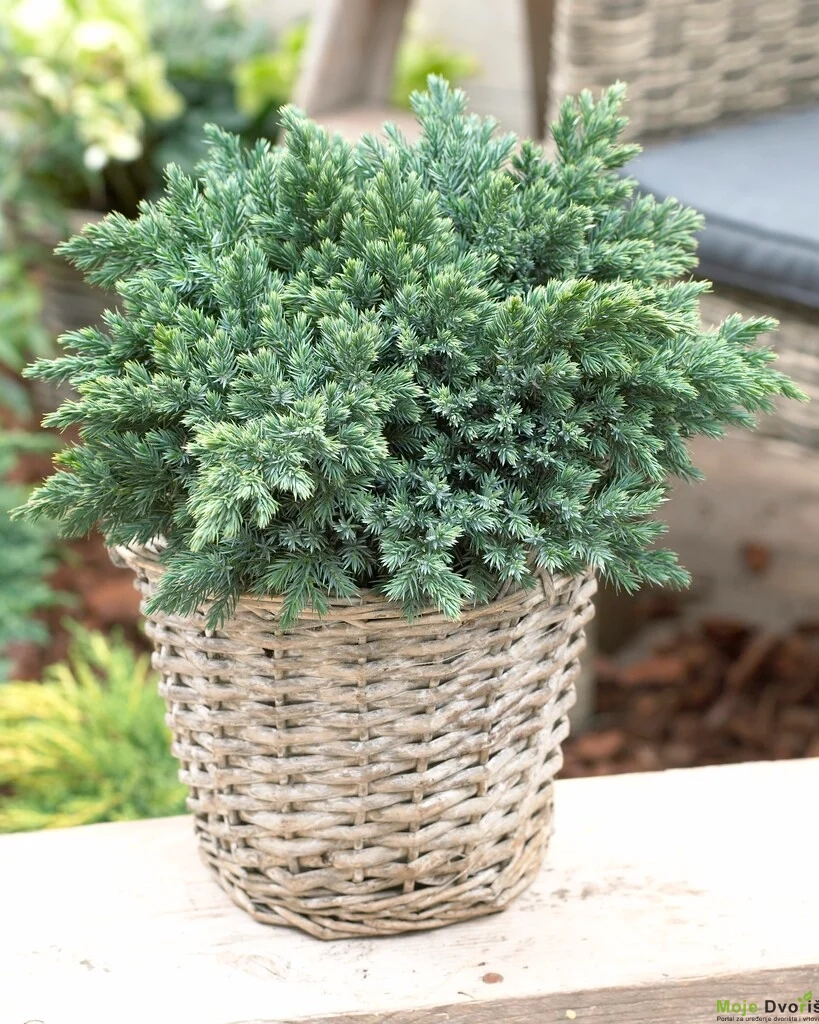 Juniperus squamata Blue Star | Moje Dvorište Juniperus squamata ‘Blue Star’ | Moje Dvorište