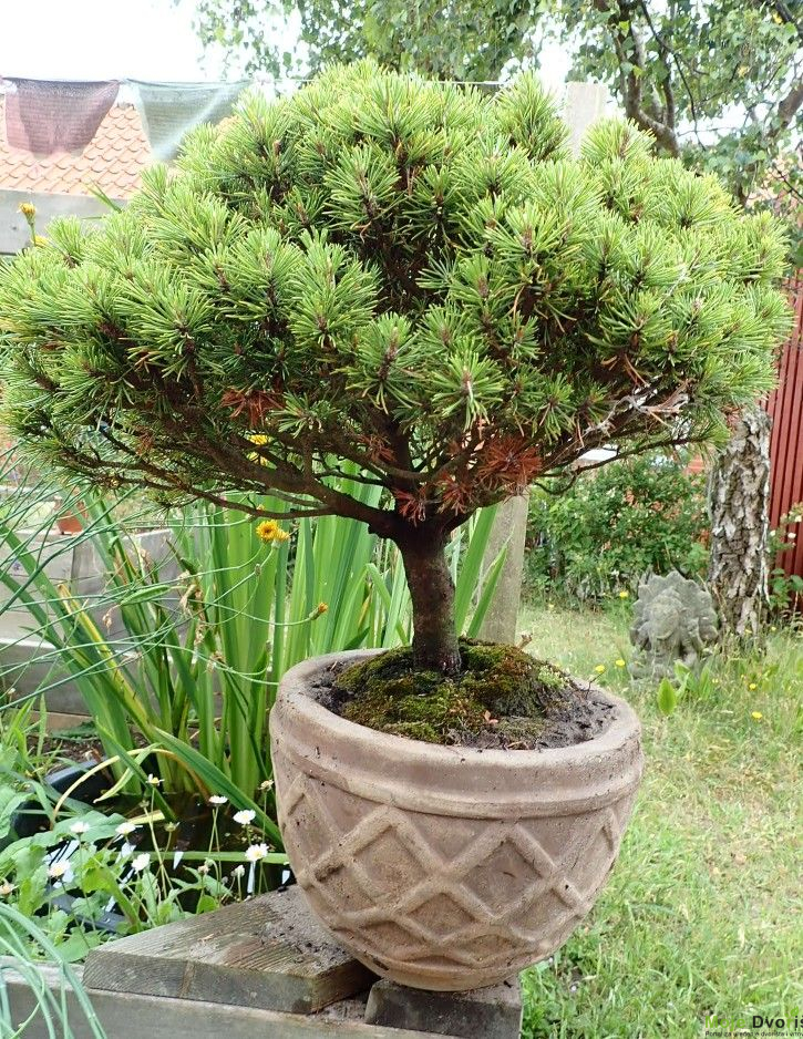 Pinus mugo Mops | Moje Dvorište Pinus mugo ‘Mops’ | Moje Dvorište