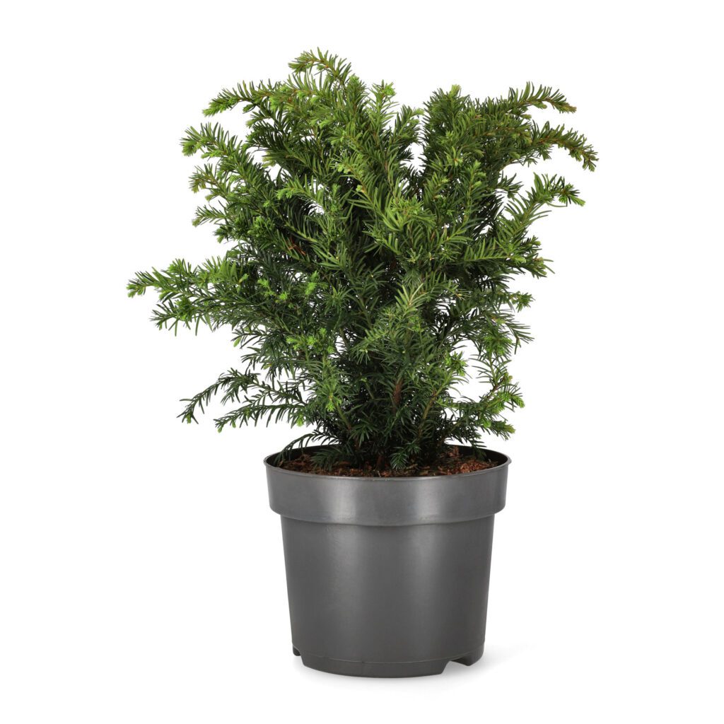 Taxus baccata Repandens | Moje Dvorište Taxus baccata ‘Repandens’ | Moje Dvorište