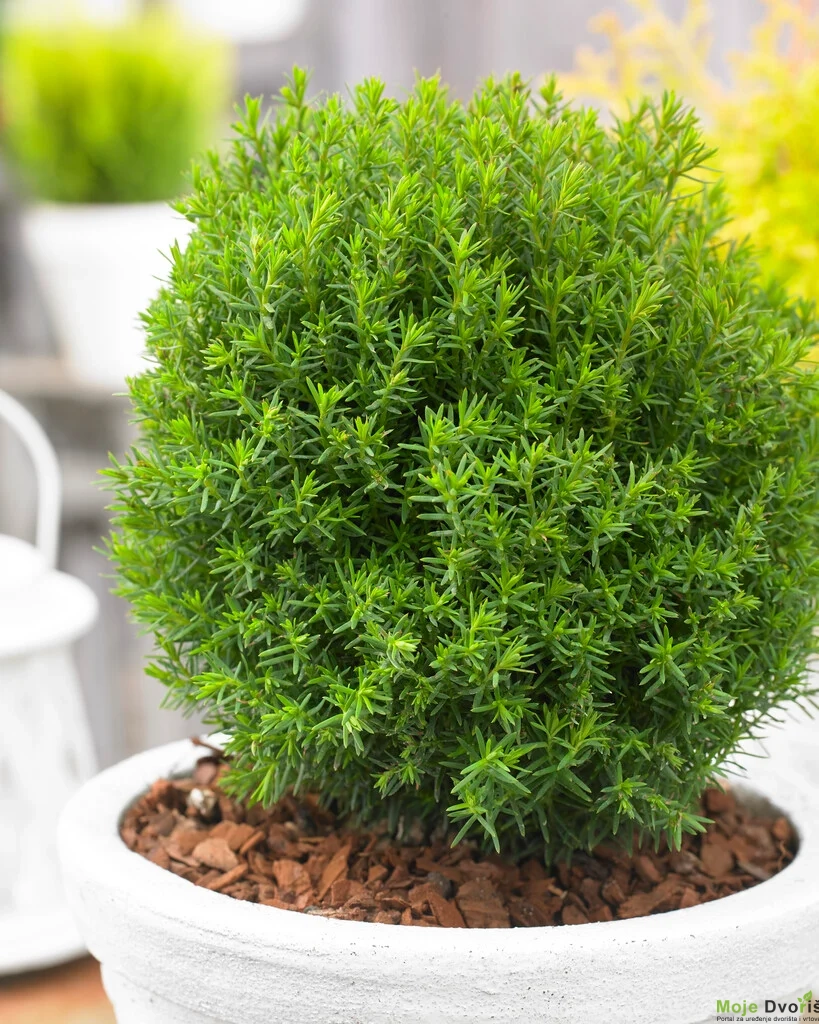 Thuja occidentalis Teddy | Moje Dvorište Thuja occidentalis ‘Teddy’ | Moje Dvorište