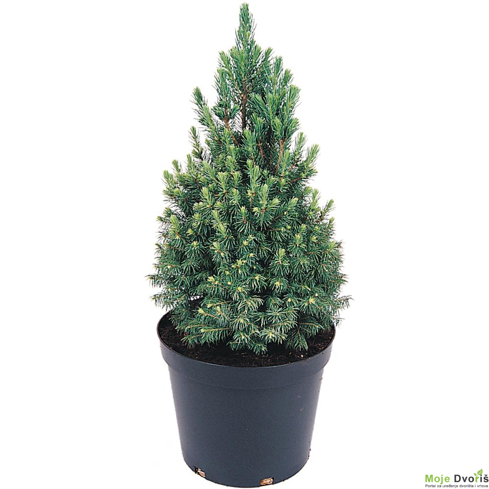 picea-glauca-albertiana-conica-7l-60078723 | Moje Dvorište Picea glauca ‘Conica’ | Moje Dvorište