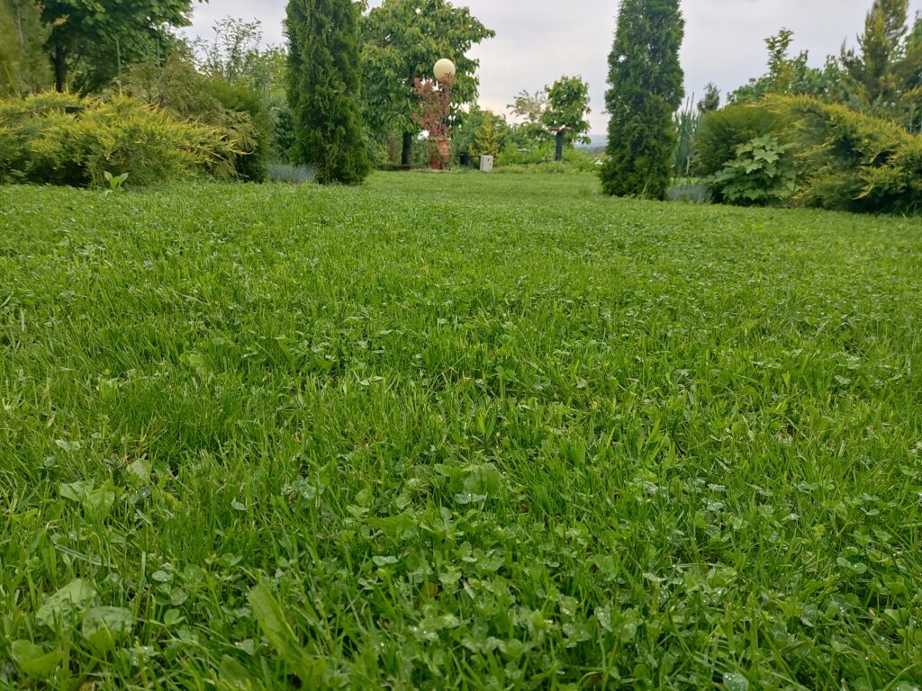 travnjak66 | Moje Dvorište Travnjak nakon rekonstrukcije | Moje Dvorište